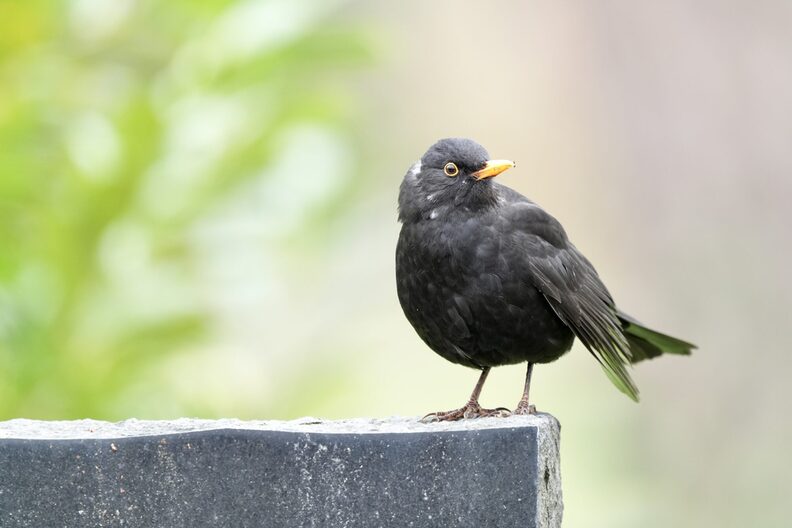 Amsel auf dem Waldfriedhof