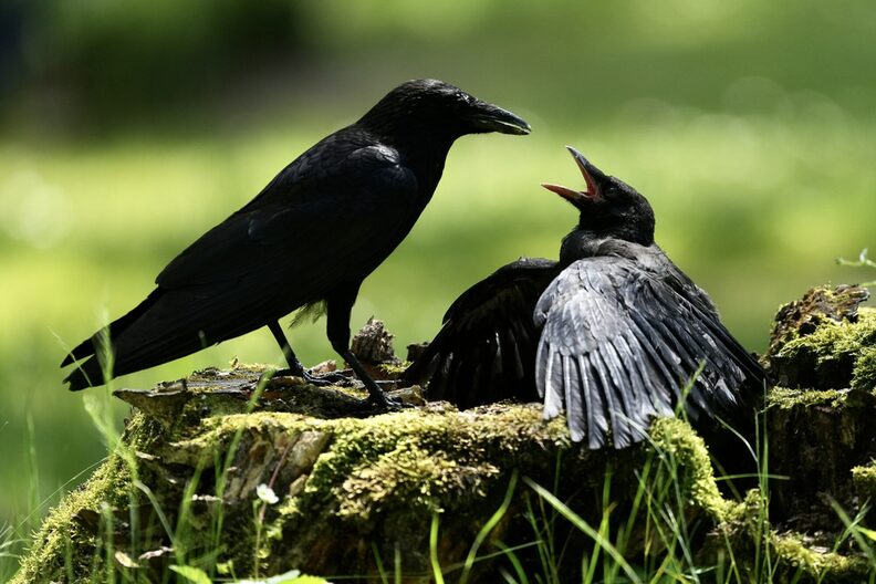 Krähen auf dem Waldfriehof