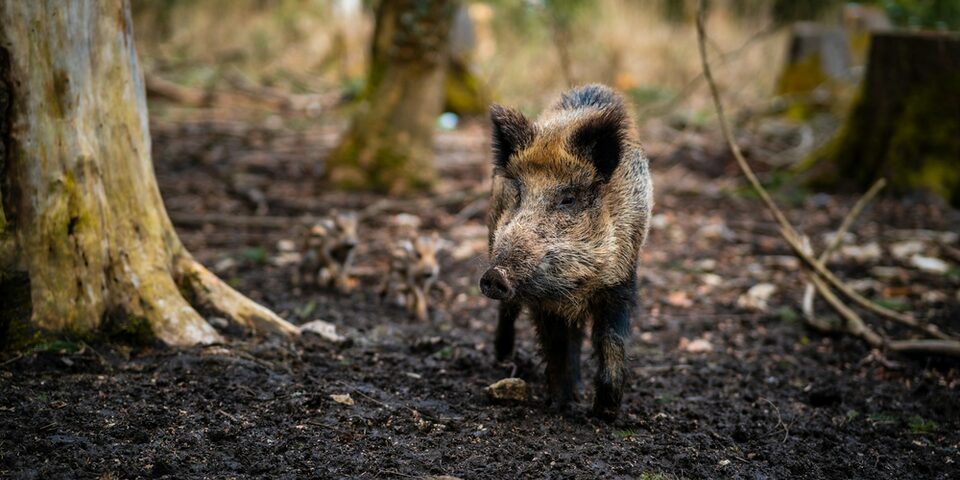 Aufnahme eines Wildschweins zwischen Bäumen im Wald