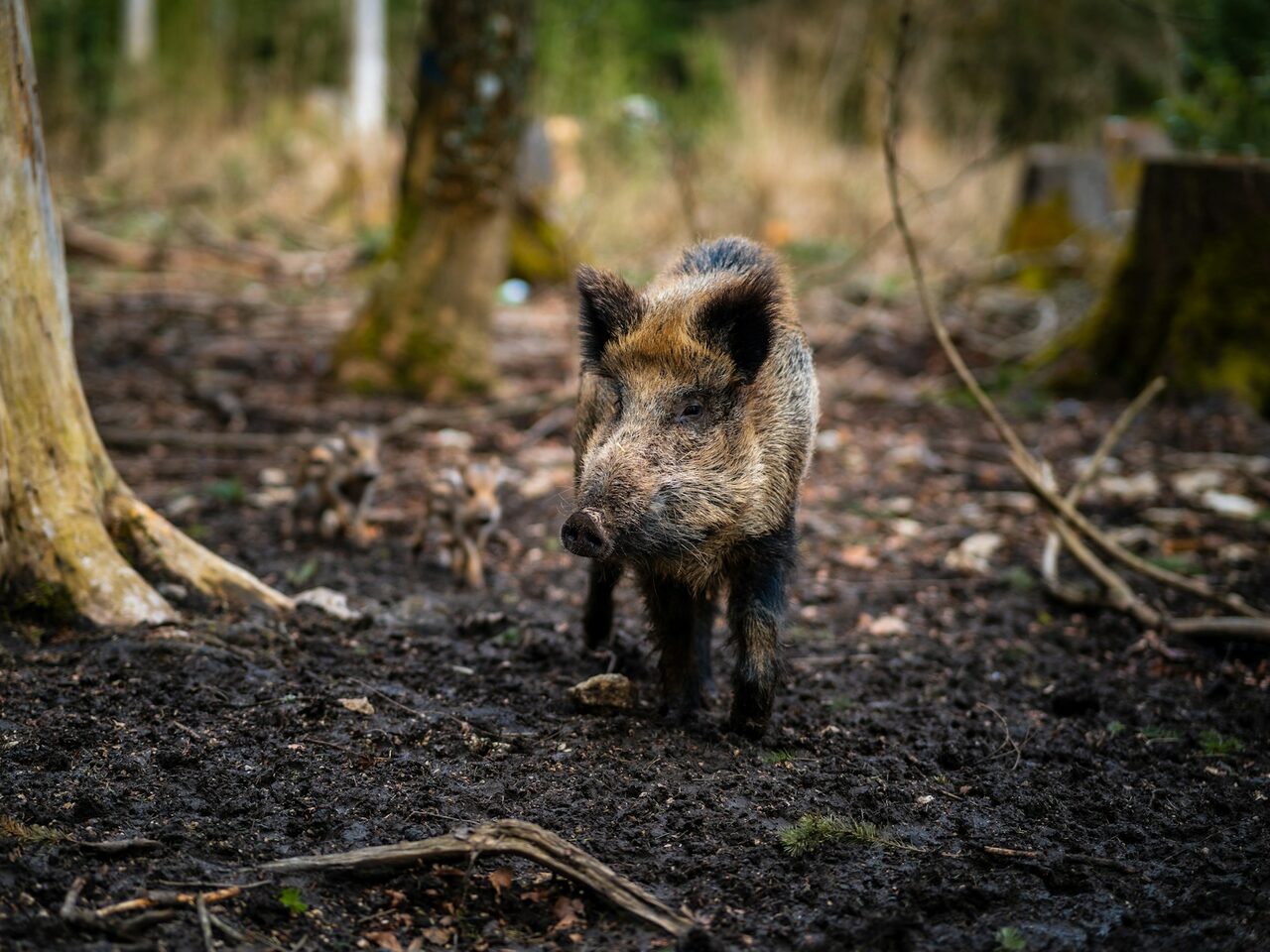 Aufnahme eines Wildschweins zwischen Bäumen im Wald