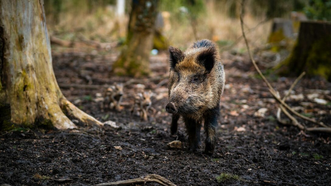 Aufnahme eines Wildschweins zwischen Bäumen im Wald
