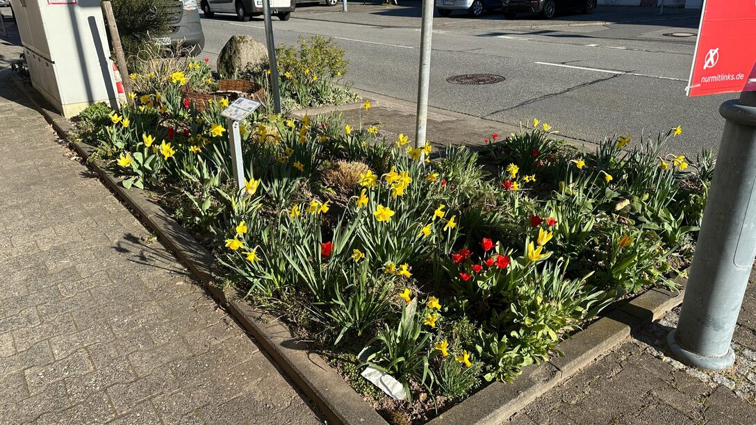 Bunte Frühlingsblumen blühen auf einem Patenbeet in Bauschheim