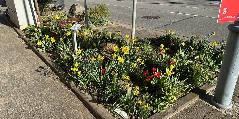 Bunte Frühlingsblumen blühen auf einem Patenbeet in Bauschheim