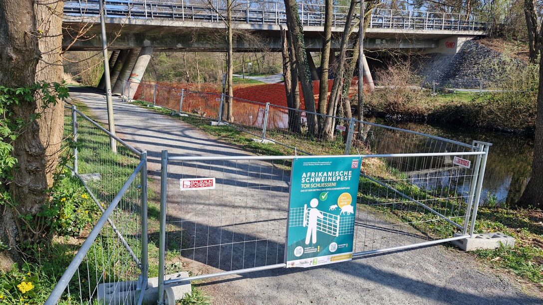 Bauzäune an einem Weg an der Horlache. An einem der Zäune hängt ein Plakat mit der Aufschrift "Afrikanische Schweinepest. Tor schließen!"