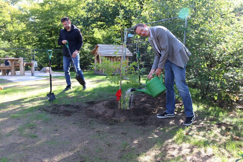 Stadtrat Valerius gießt die neu gepflanzte Eiche an.