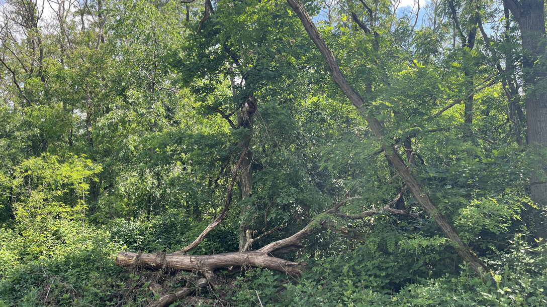 Wald, Baum, Toter Baum
