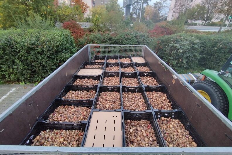 Auf einer Ladeflächen liegen hunderte von Blumenzwiebeln.