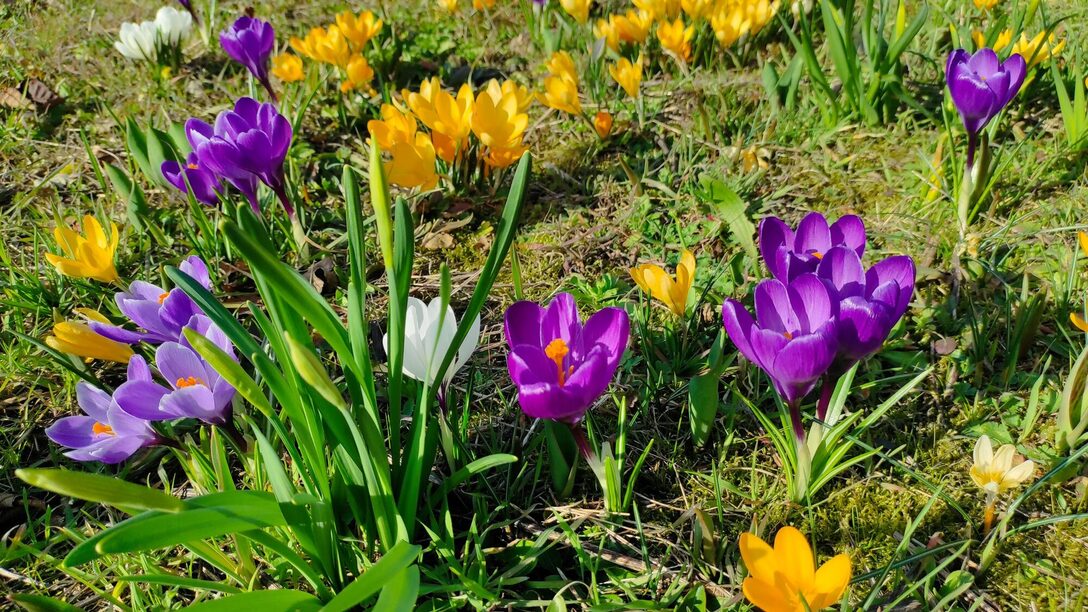Auf einer Wiese blühen Krokusse in unterschiedlichen Farben.