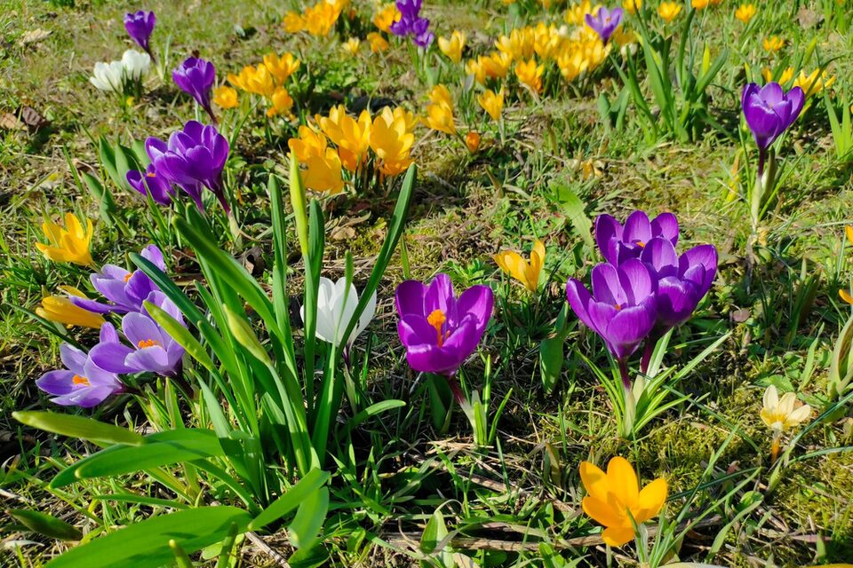 Auf einer Wiese blühen Krokusse in unterschiedlichen Farben.