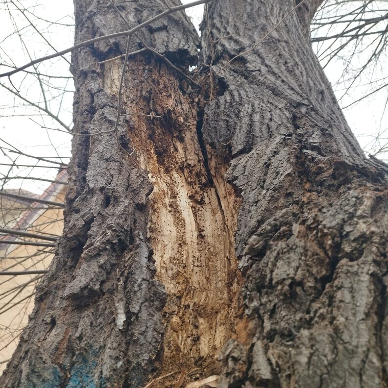 Langer Riss zwischen dicken Ästen