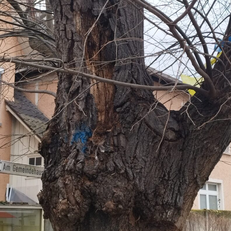 Aufgeplatzte Rinde und Riss im Stamm