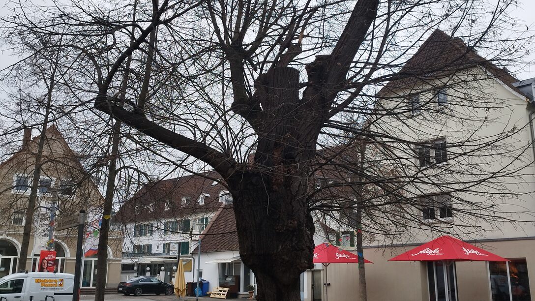Die bereits stark zurückgeschnittene Linde