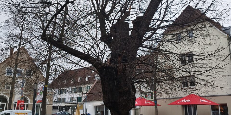 Die bereits stark zurückgeschnittene Linde