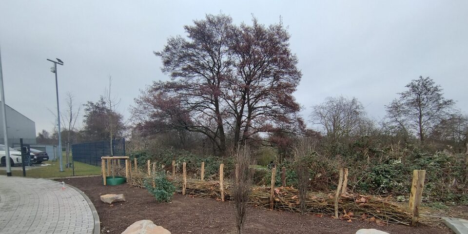 neue Benjeshecke in einem Seitenstreifen