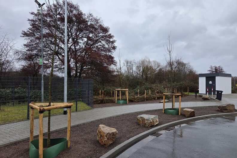 neu gepflanzte Bäume