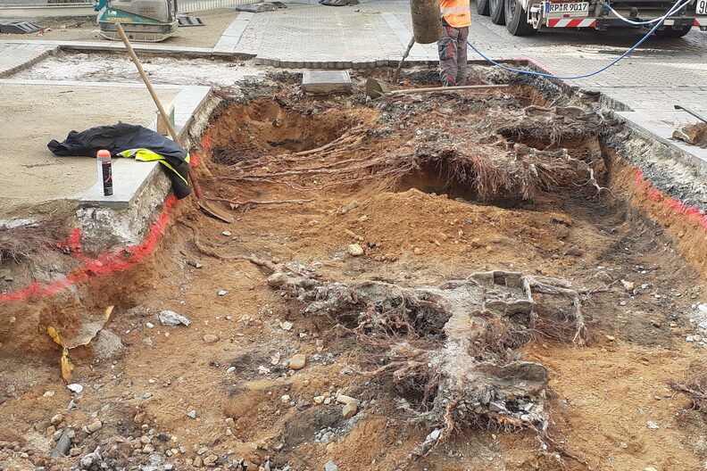 Nach Grabarbeiten sind freigelegte Wurzeln zu sehen.