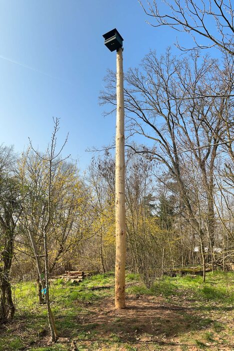 Ein hoher Baumstamm mit einem Nistkasten für Falken