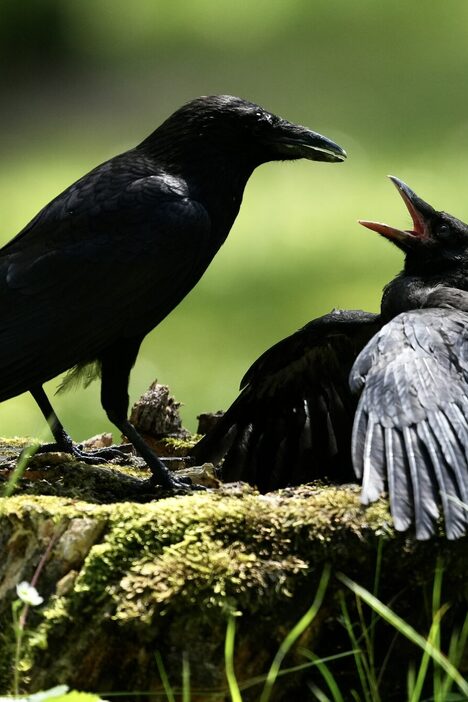 Zwei Krähen