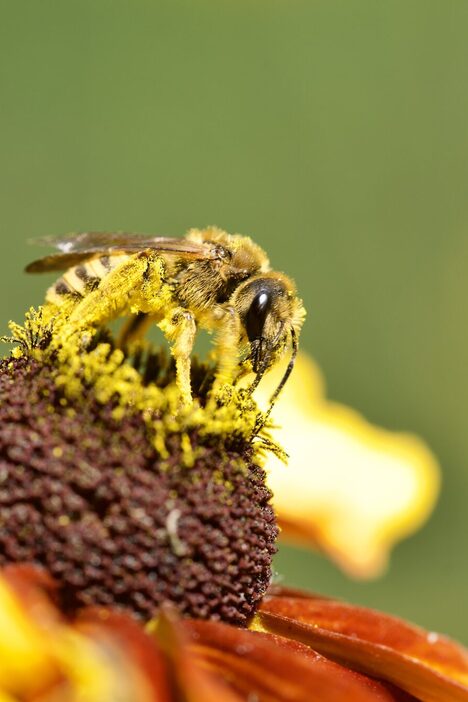 Eine Wespe sitzt auf einem Blütenstempel.