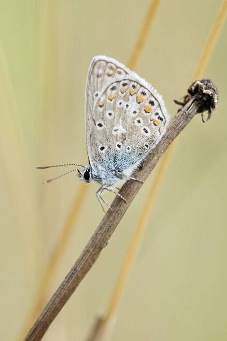 Ein Bläuling sitzt auf einem trockenen Blumenstiel.
