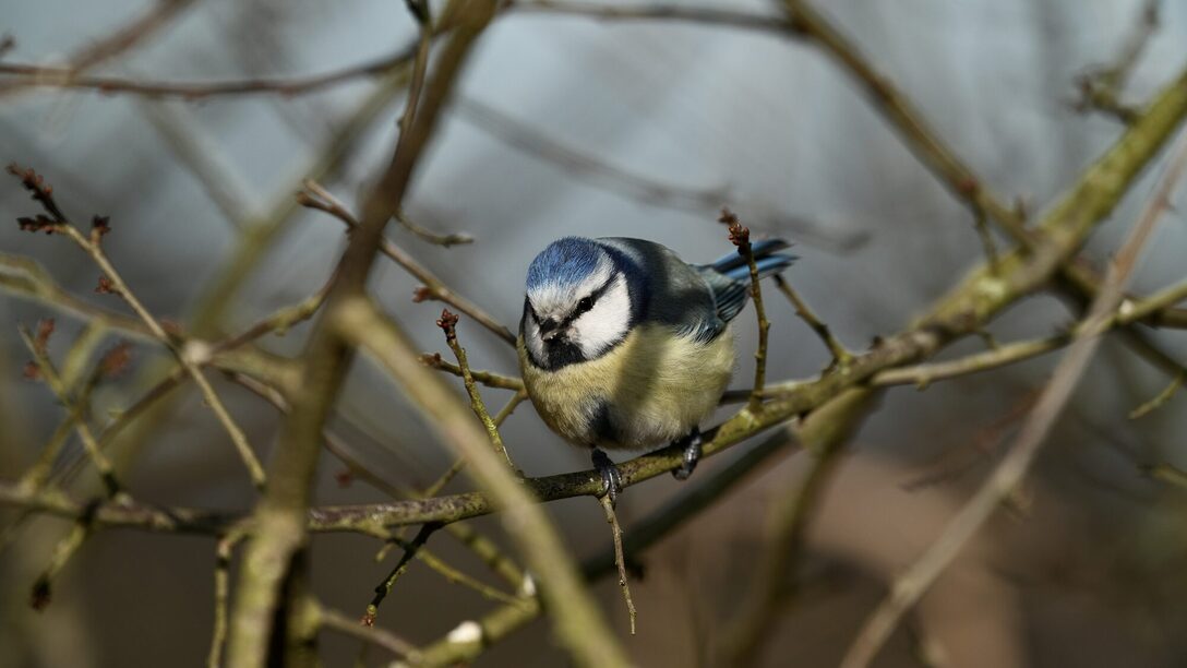 Eine Blaumeise sitzt in Geäst.