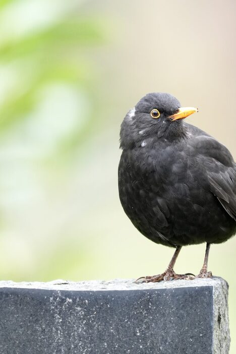 Eine Amsel sitzt auf einem Grabstein.