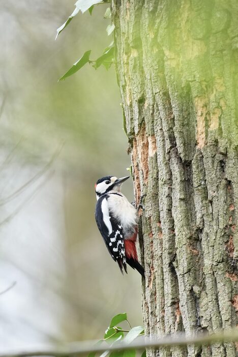 Ein Buntspecht hämmert auf einen Baumstamm ein.