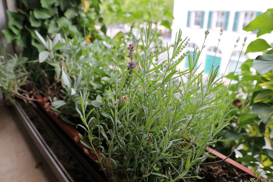 Balkonkasten mit Lavendel