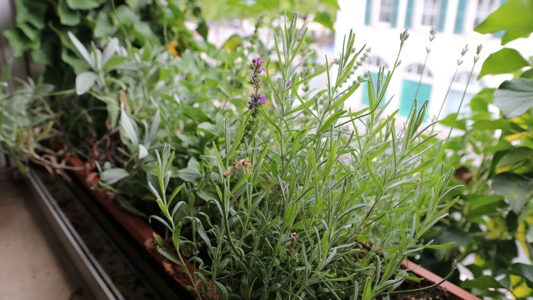 Balkonkasten mit Lavendel