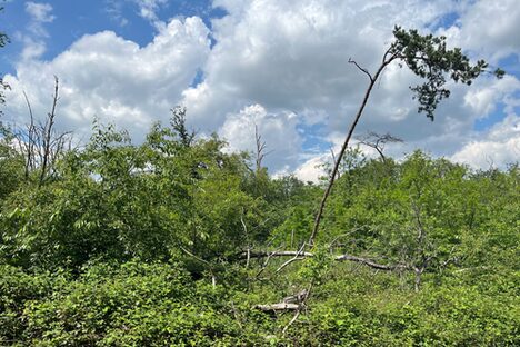 Wald