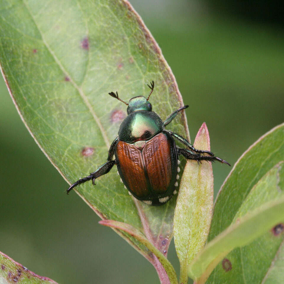 Japankäfer auf einem Pflanzenblatt