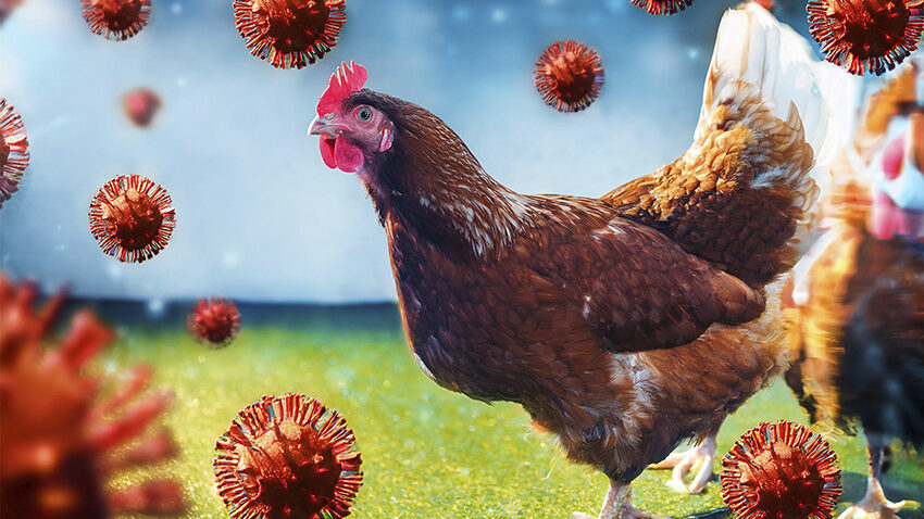 Vogelgrippe - Hahn mit Viren