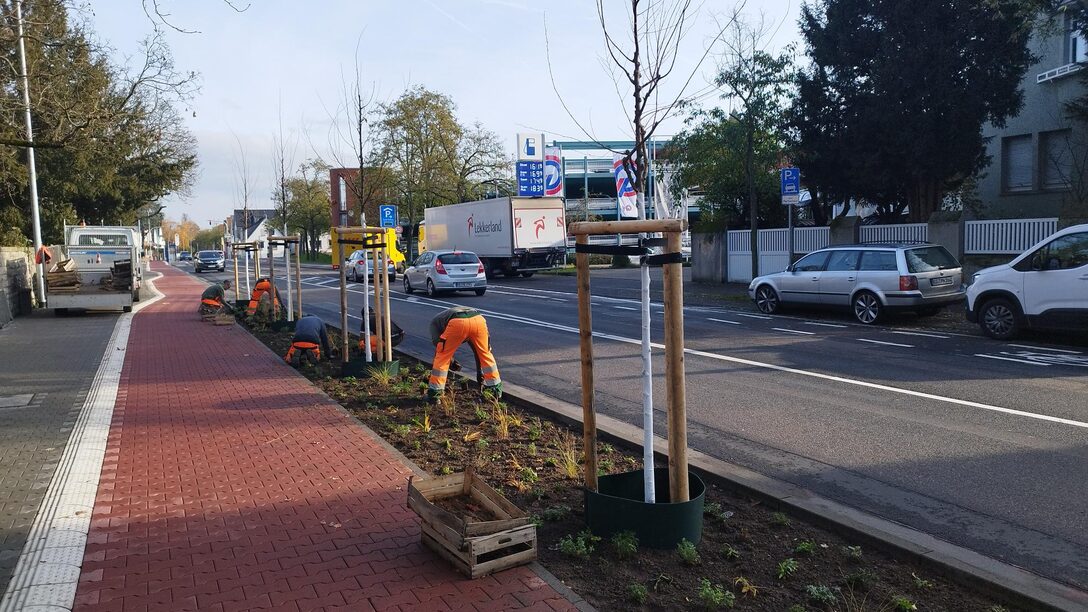 Arbeiten am neuen Grünstreifen an der Frankfurter Straße