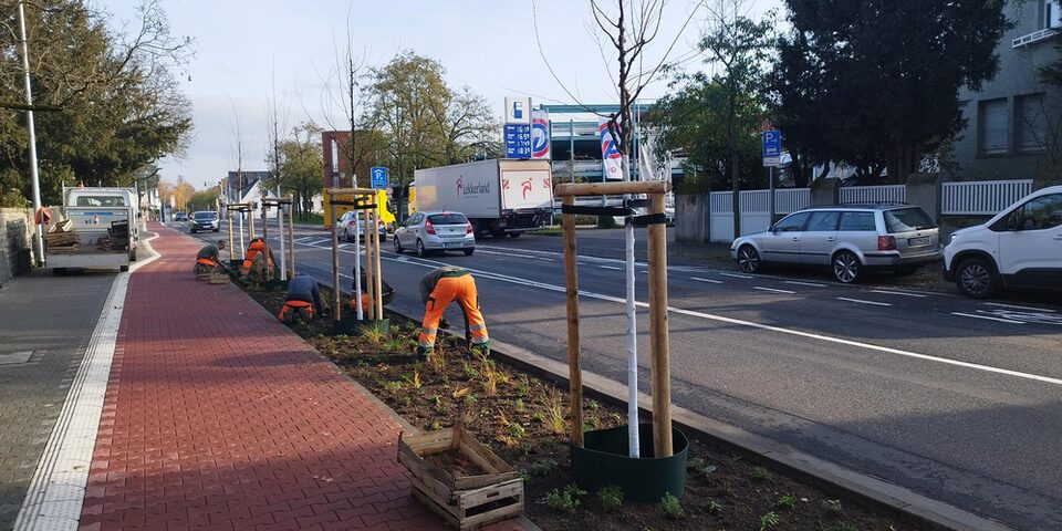 Arbeiten am neuen Grünstreifen an der Frankfurter Straße