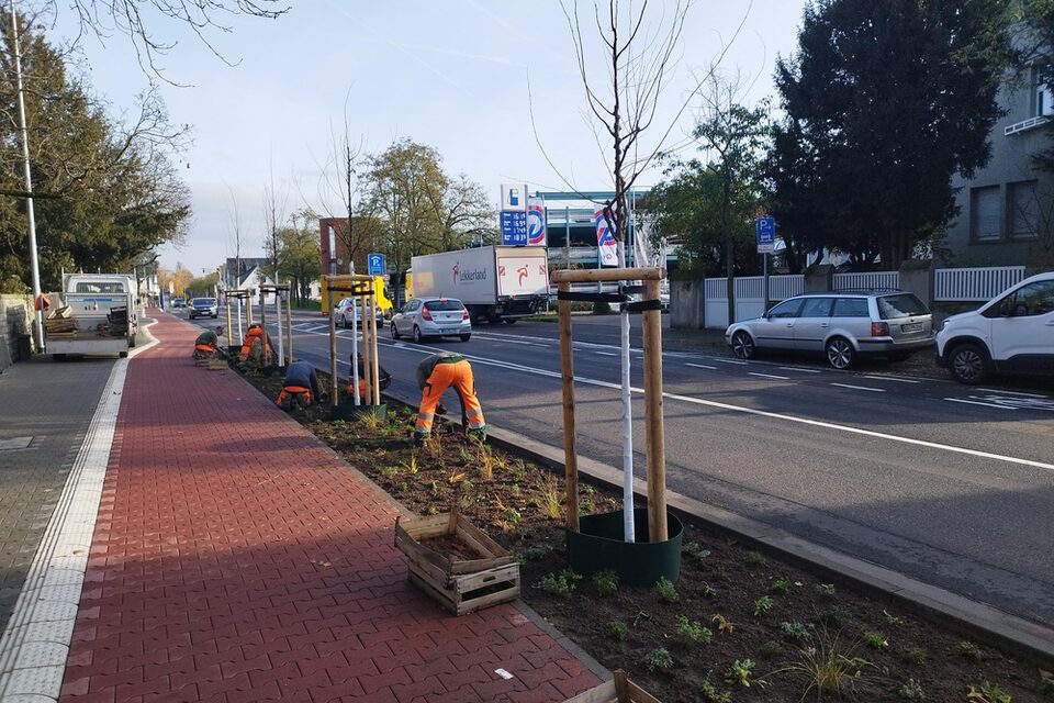 Arbeiten am neuen Grünstreifen an der Frankfurter Straße