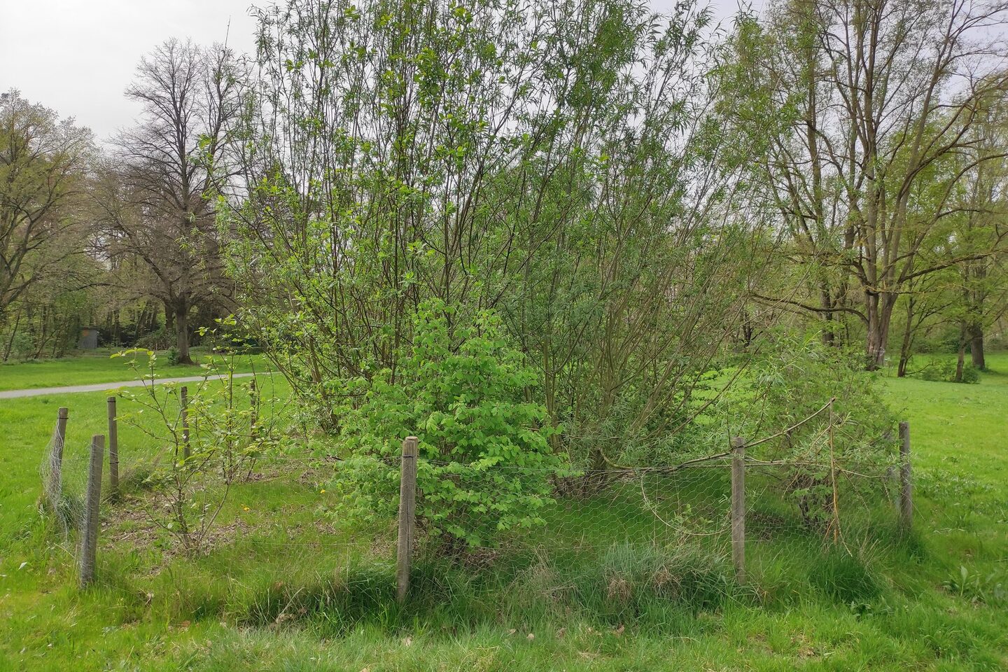 Neue Gehölzpflanzung im Ostpark
