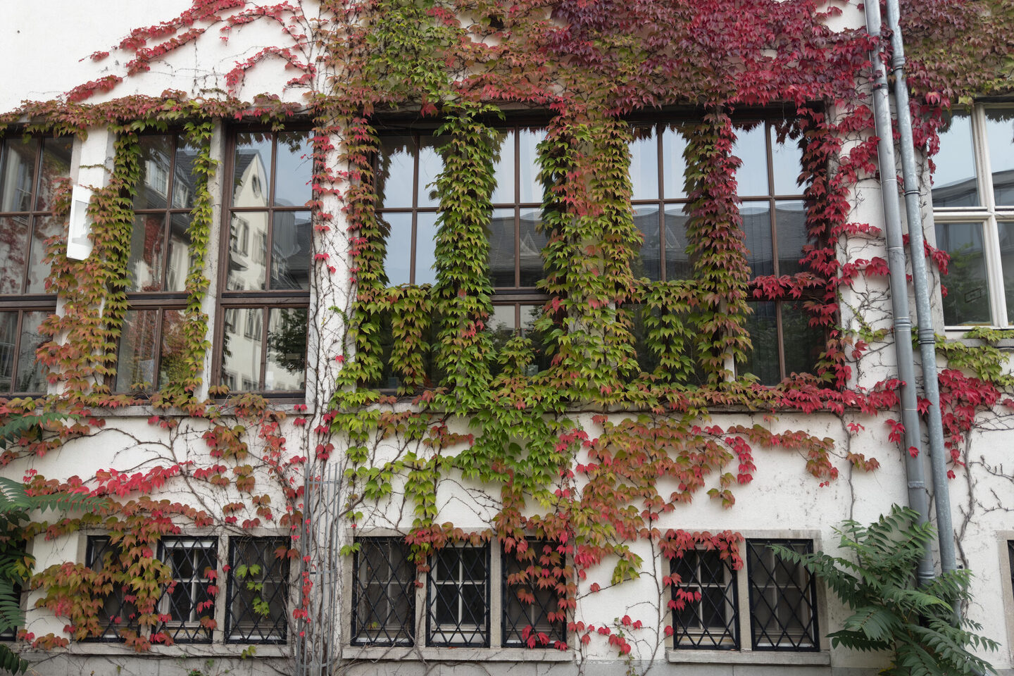 Fassadenbegrünung am Rathaus