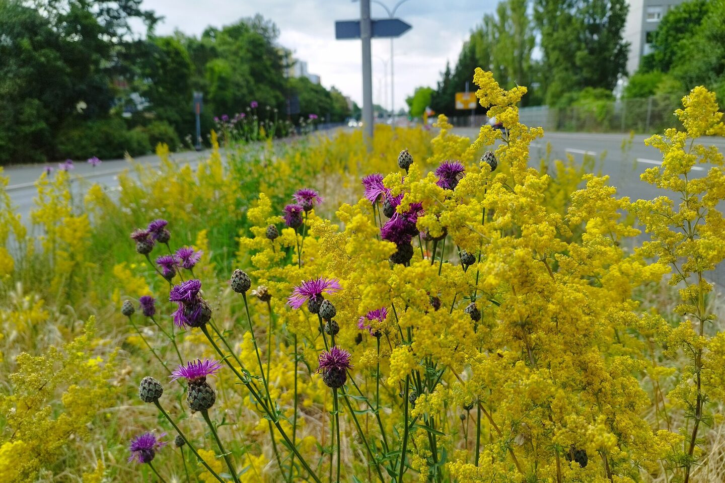 Blühstreifen an der Adam-Opel-Straße