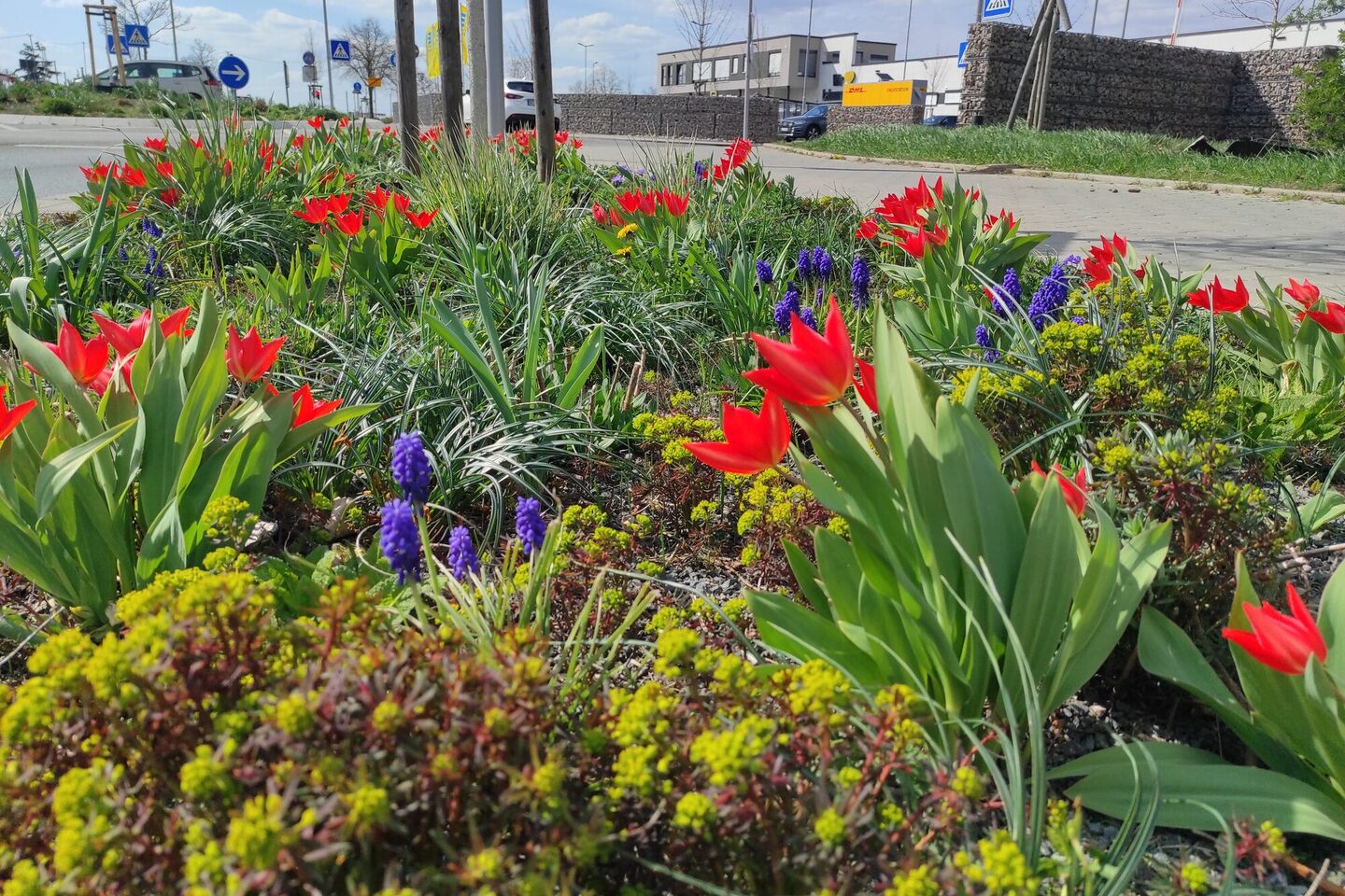Frühlingsbepflanzung an der Bensheimer Straße