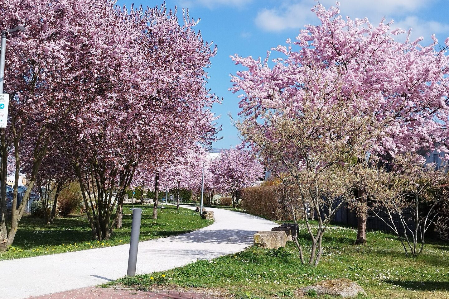Blühende Bäume an einem Weg im Bereich Blauer See
