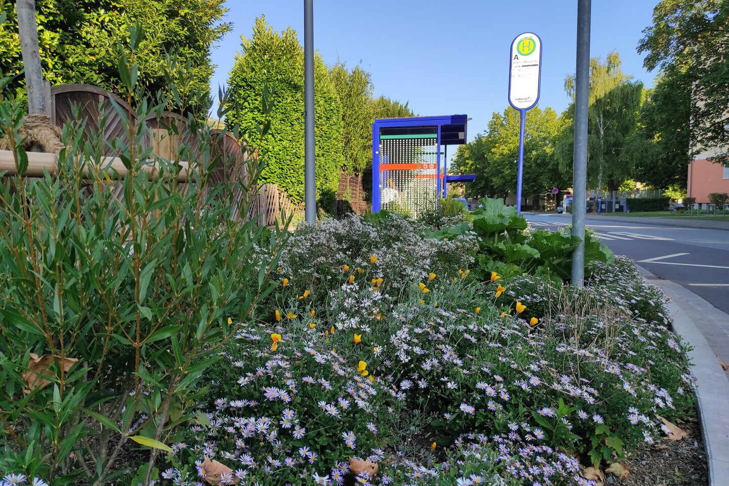 Begrünung an einer Bushaltestelle in der Moritz-von-Schwindt-Straße, im Hintergrund die überdachte Wartemöglichkeit und das Bushaltestellenschild