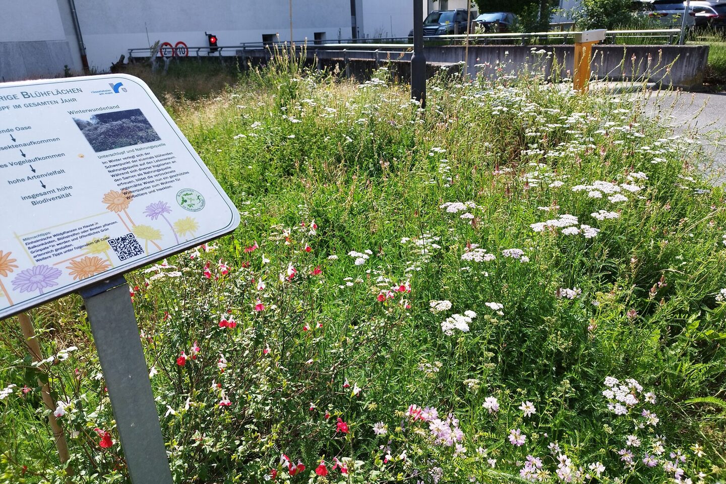 Insekten- und vogelfreundliche Bepflanzung im Rathaus-Innenhof. Im Vordergrund ein Schild mit näheren Informationen