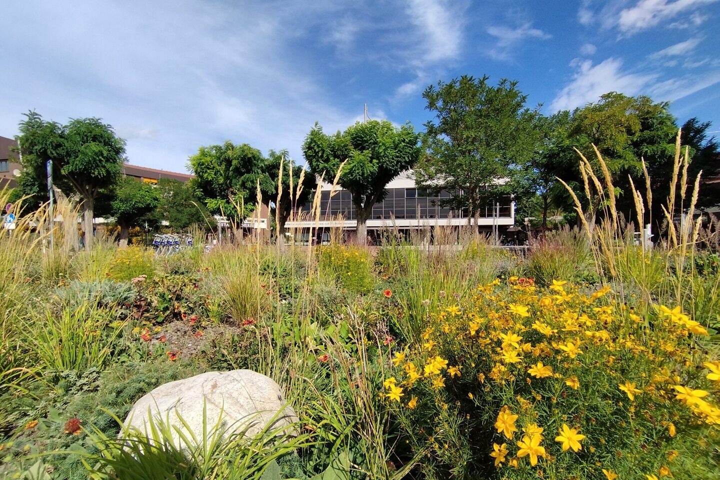 Blühende insektenfreundliche Bepflanzung am Theater