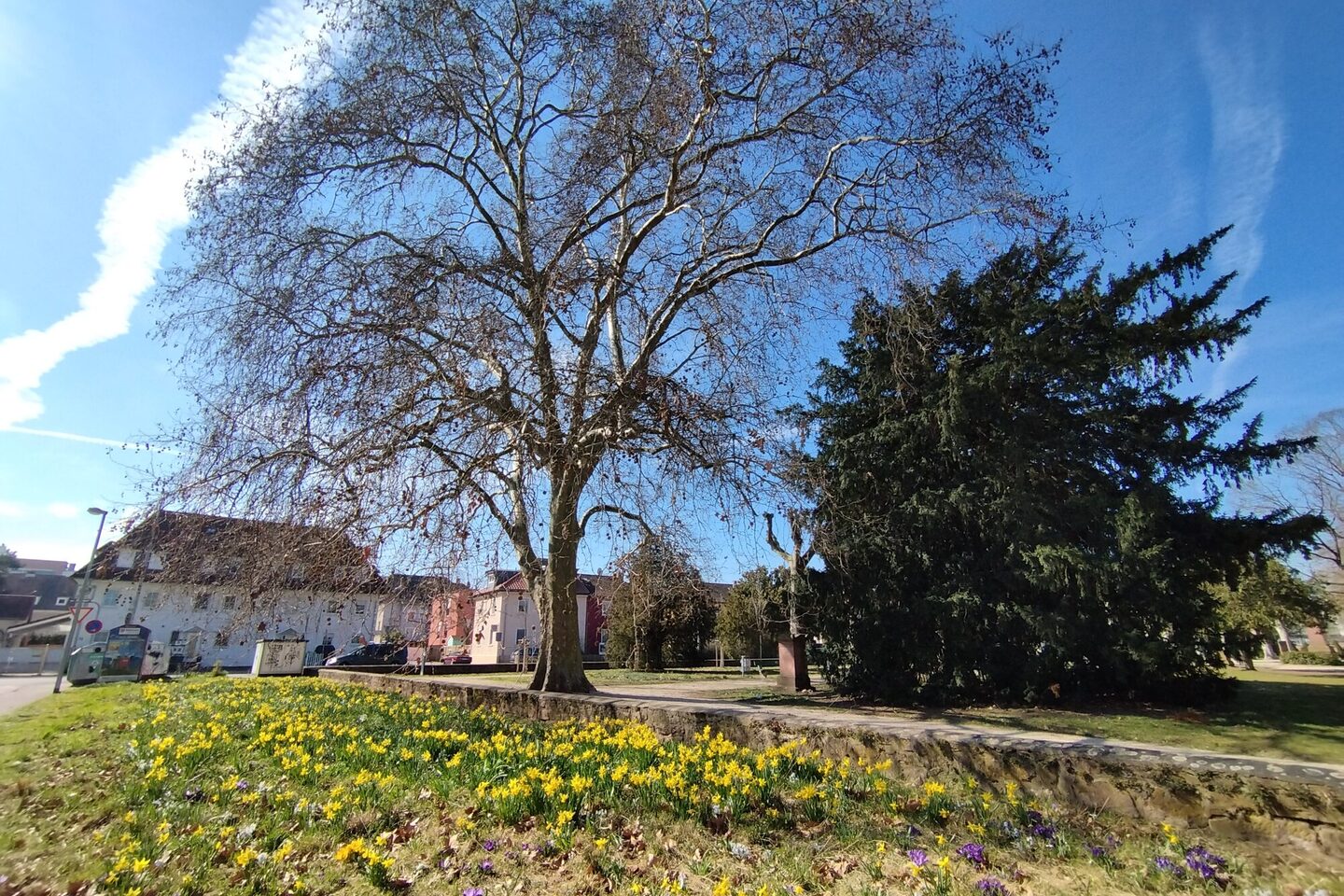 Frühlingsblüher an der Theodor-Körner-Straße
