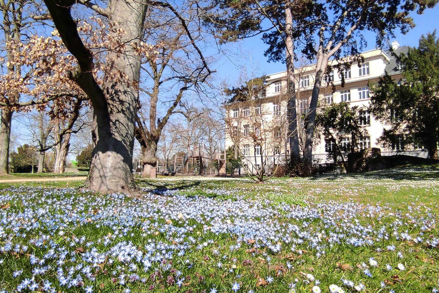 Frühlingsblüher auf einer Wiese im Verna Park