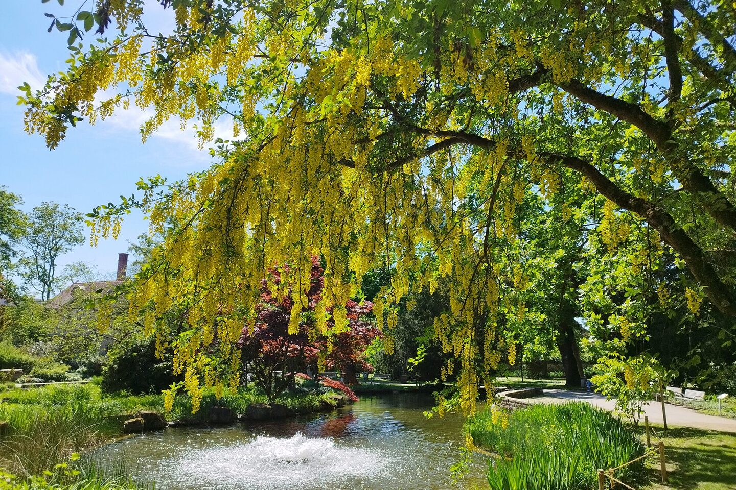 Teich mit Schilf im Verna Park, umgeben von alten Bäumen