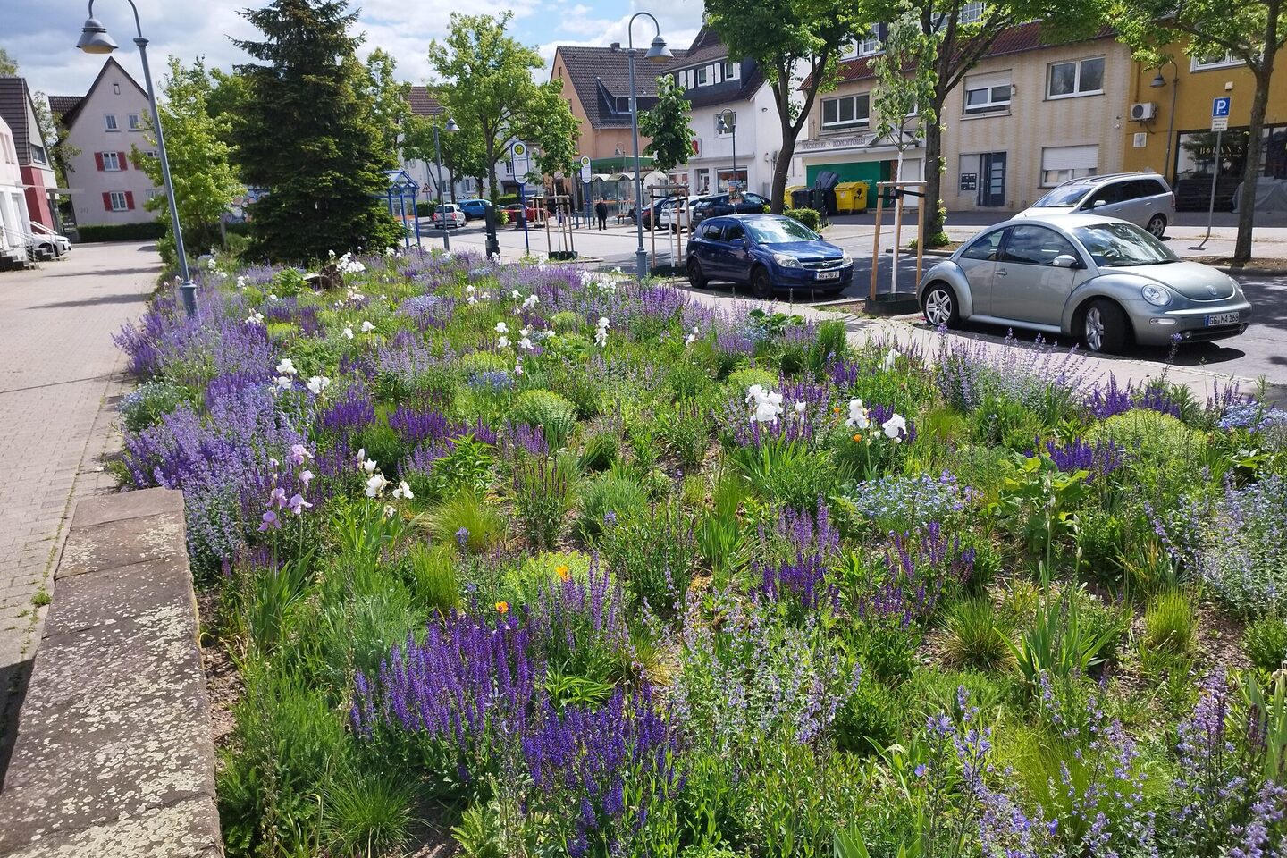 Pflanzbeet mit blühendem Lavendel am Wilhelm-Sturmfels-Platz