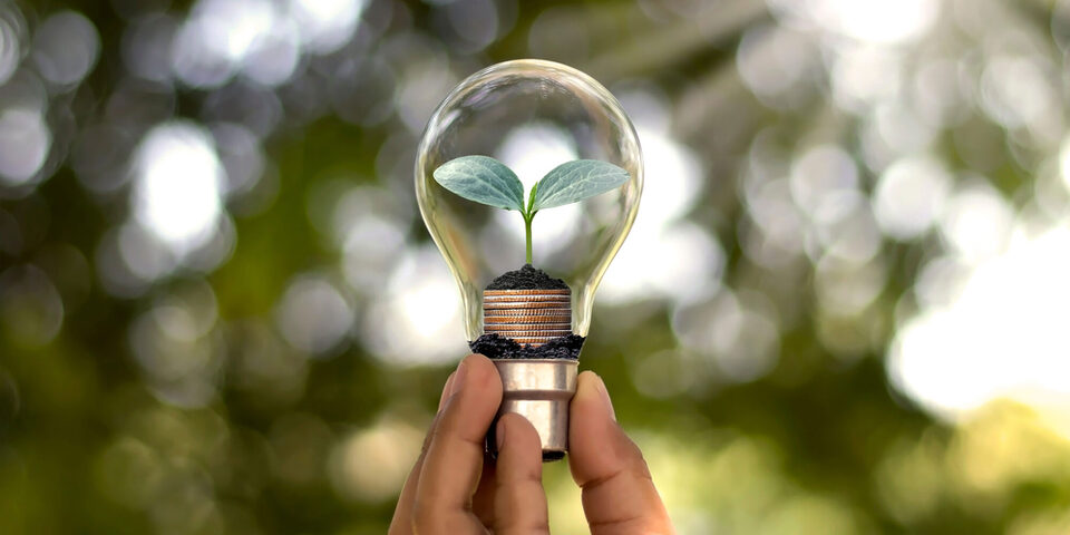 Hand, die eine Energiesparlampe hält, darunter ein kleiner Baum, der in einer Energiesparlampe wächst und auf erneuerbare Energie umstellt