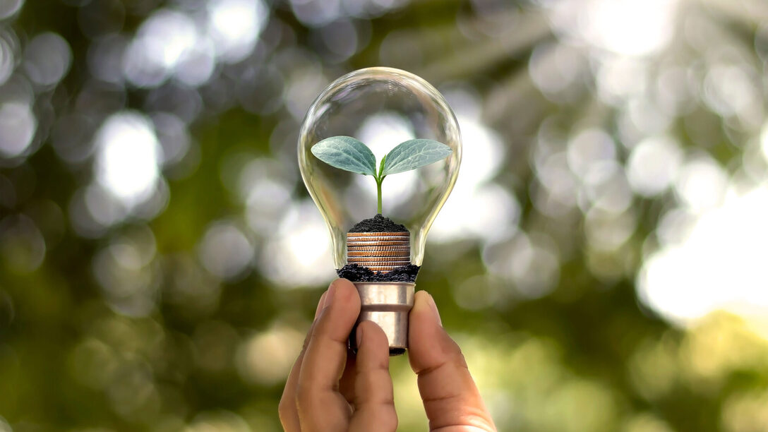 Hand, die eine Energiesparlampe hält, darunter ein kleiner Baum, der in einer Energiesparlampe wächst und auf erneuerbare Energie umstellt
