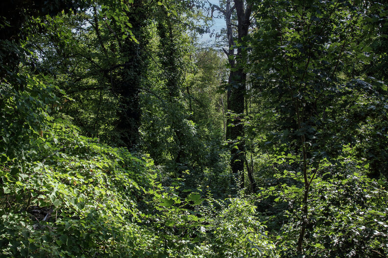 Wald bei Königstädten